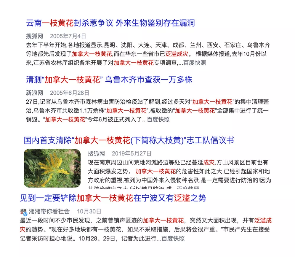 加拿大一枝黄花,加拿大一枝黄花泛滥城灾相关betway官网手机版